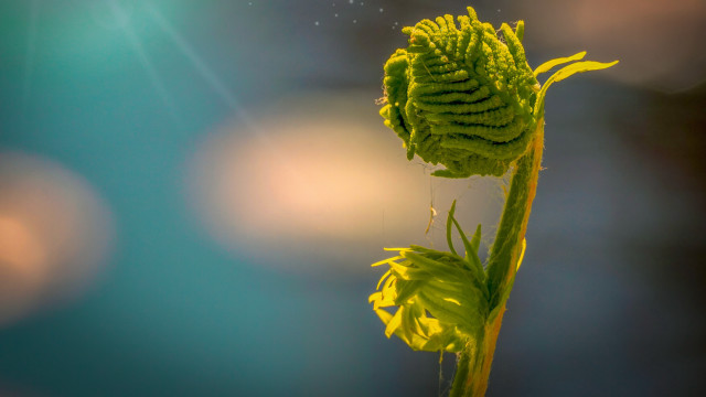 Sunflower macro fibonacci lensflare sunset free wallpaper for desktop - medium preview image