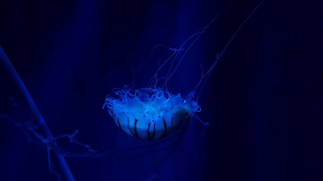 Blue flower holography jellyfish sky free wallpaper for desktop - medium preview image