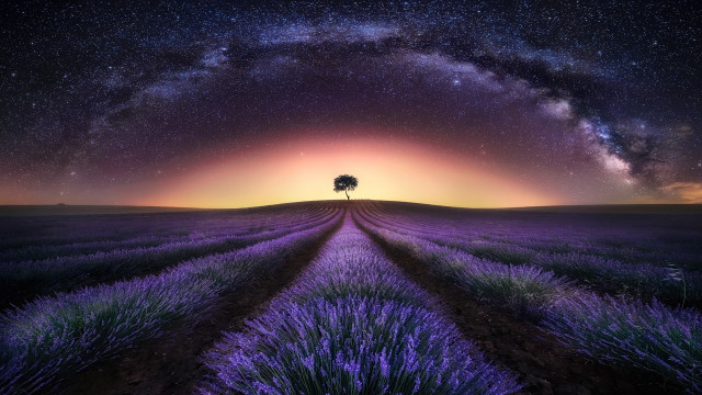 Lone tree purple sky lavender free wallpaper for desktop - medium preview image