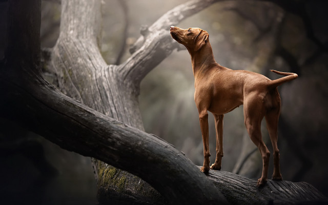 Dog branch sky open eyes free wallpaper for desktop - medium preview image