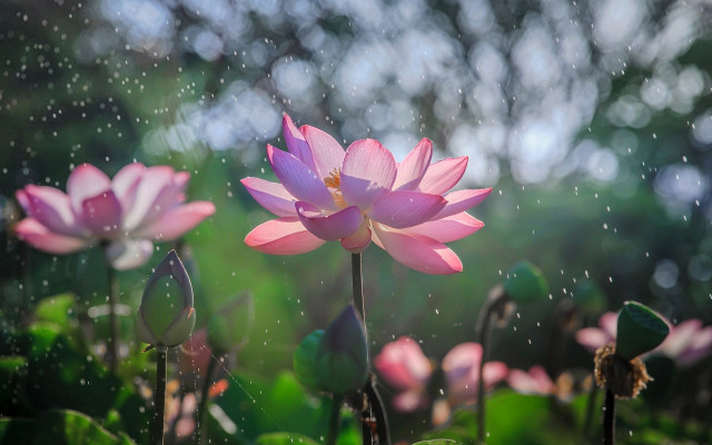 Pink flower rain drops bokeh #2 free wallpaper for desktop - medium preview image