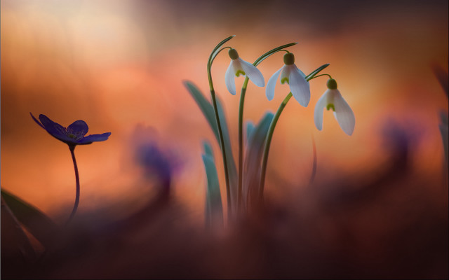 Flowers blurry background digital painting free wallpaper for desktop - medium preview image