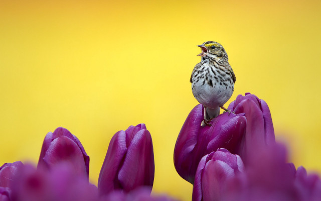 Small bird purple flower yellow free wallpaper for desktop - medium preview image