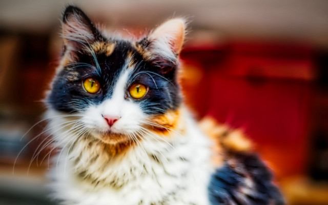 Cat yellow eyes sitting table free wallpaper for desktop - medium preview image