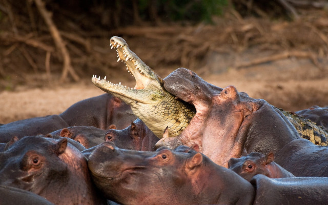 Hippos crocodile drygrass photorealistic oversized free wallpaper for desktop - medium preview image