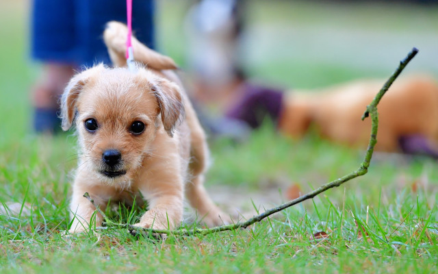 Small dog leash grass stick free wallpaper for desktop - medium preview image