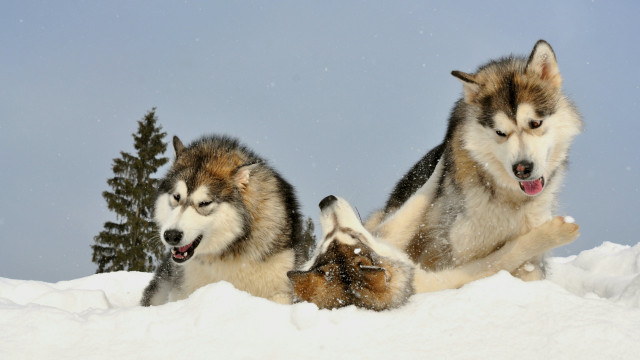 Snowy dogs playing jumping furry free wallpaper for desktop - medium preview image