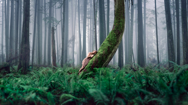 Hiding behind tree forest foggy free wallpaper for desktop - medium preview image