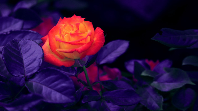 Orange rose purple leaves blurry free wallpaper for desktop - medium preview image