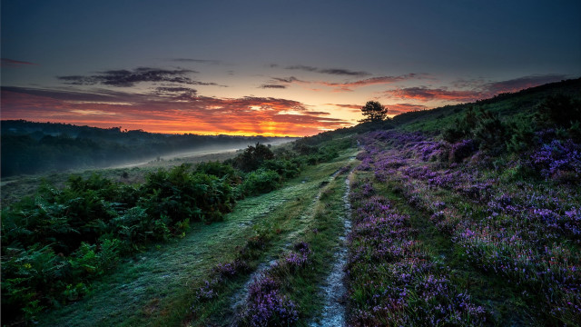 Sunset tree path lake mountains #2 free wallpaper for desktop - medium preview image