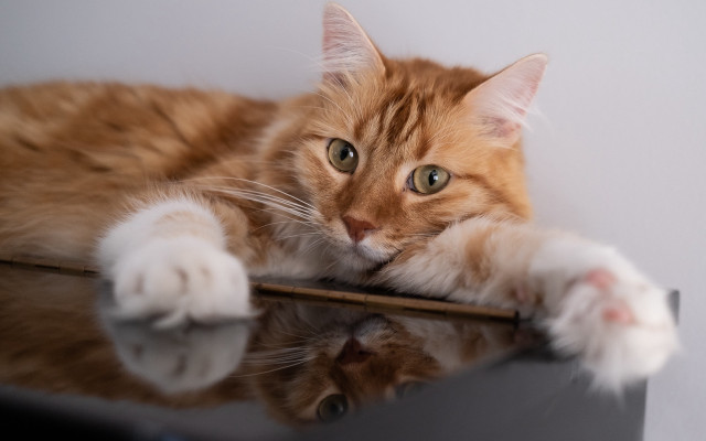 White cat table paws photorealistic free wallpaper for desktop - medium preview image