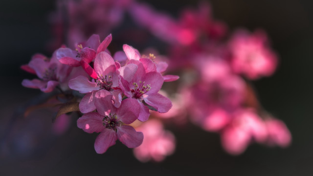 Pink flower branch blurry butterfly free wallpaper for desktop - medium preview image