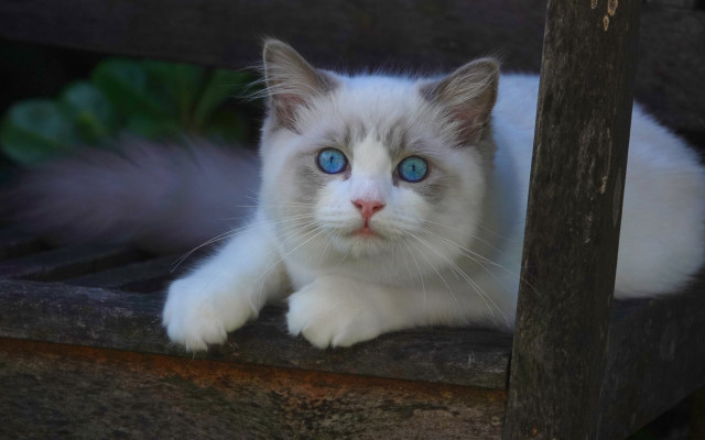 White cat blue eyes wooden #2 free wallpaper for desktop - medium preview image