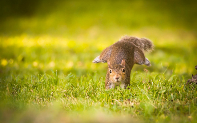 Squirrel grass sunlight nose blurry free wallpaper for desktop - medium preview image