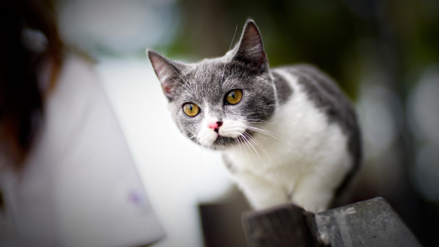 Black cat fence man woman free wallpaper for desktop - medium preview image