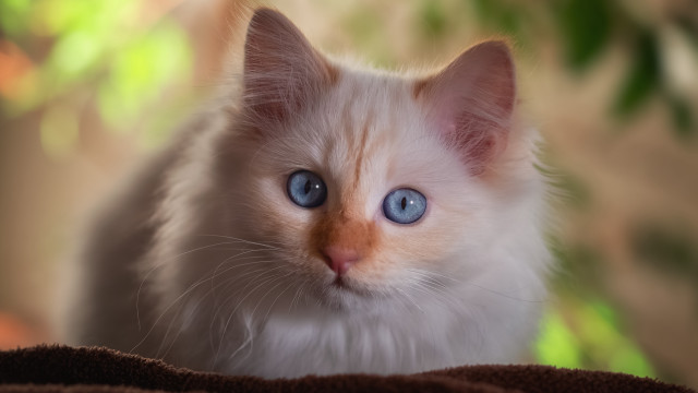 Curious white kitten blue eyes free wallpaper for desktop - medium preview image