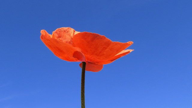 Orange flower blue sky thin free wallpaper for desktop - medium preview image