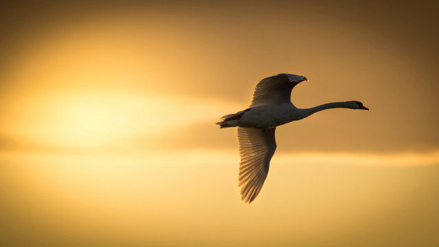 Bird sunset crow backlighting sky free wallpaper for desktop - medium preview image