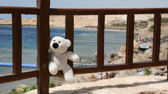 White teddy hanging ocean beach free wallpaper for desktop - medium preview image