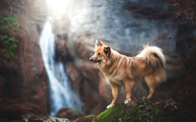 Dog waterfall nature scene blurry free wallpaper for desktop - medium preview image