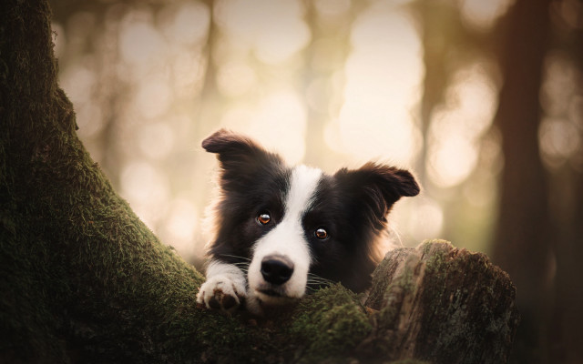 Dog peeking mossy woods photorealistic free wallpaper for desktop - medium preview image