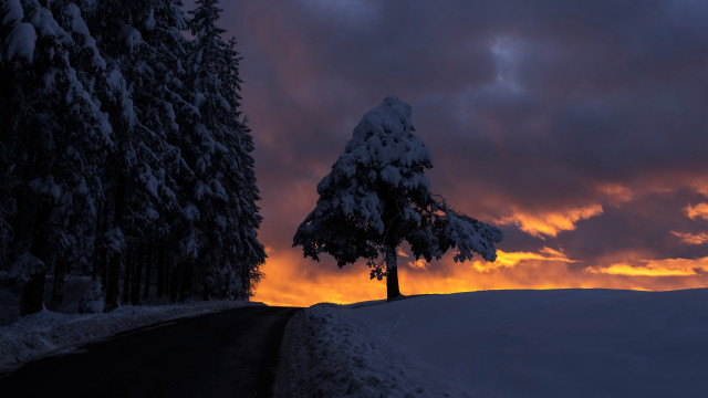Lone tree snowy road sunset free wallpaper for desktop - medium preview image
