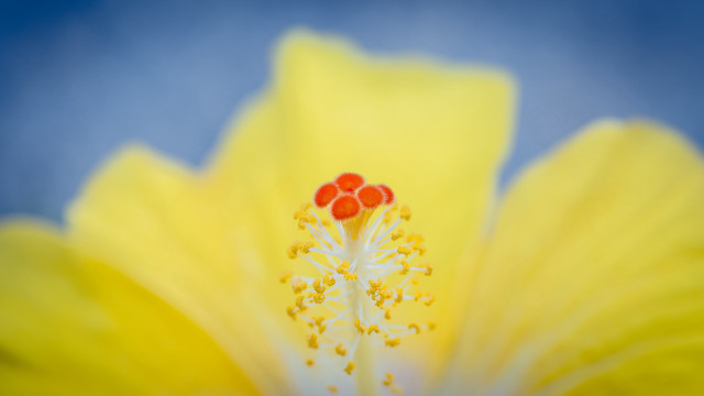 Yellow flower blue sky red free wallpaper for desktop - medium preview image