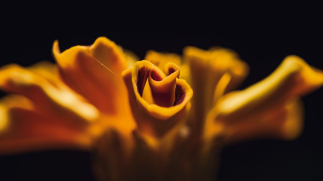 Yellow flower black background macro free wallpaper for desktop - medium preview image