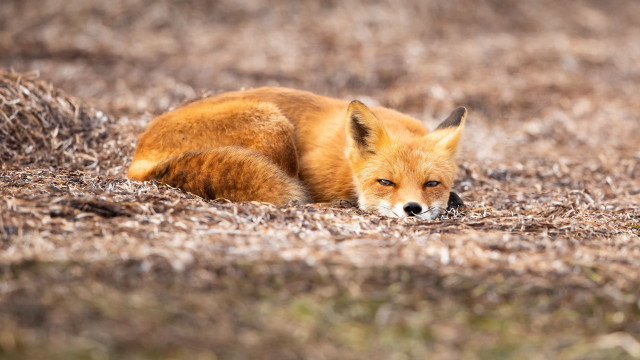 Red fox laying in grass free wallpaper for desktop - medium preview image