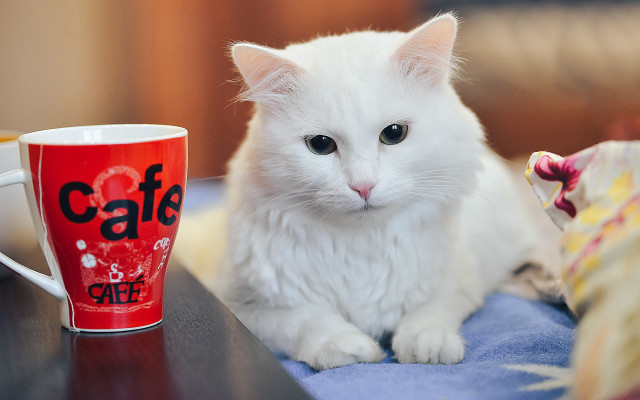 White cat coffee morning popart free wallpaper for desktop - medium preview image