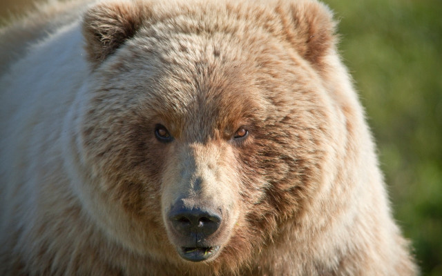 Brown bear closeup furry art #2 free wallpaper for desktop - medium preview image