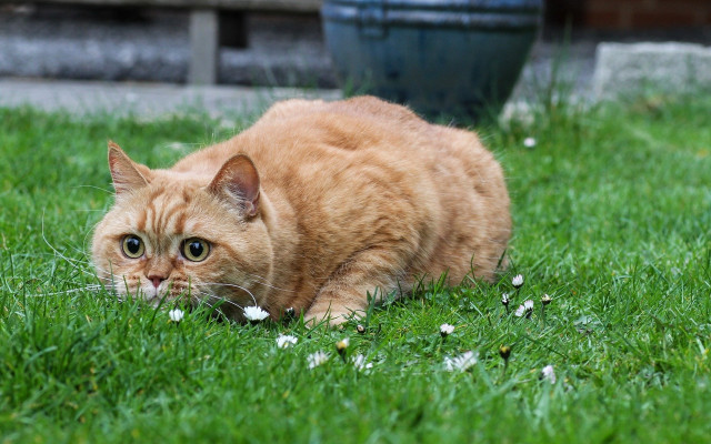 Cat grass flower bluepot surreal free wallpaper for desktop - medium preview image