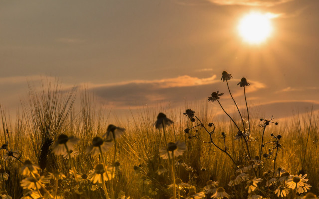 Flower field sunset clouds silhouette free wallpaper for desktop - medium preview image