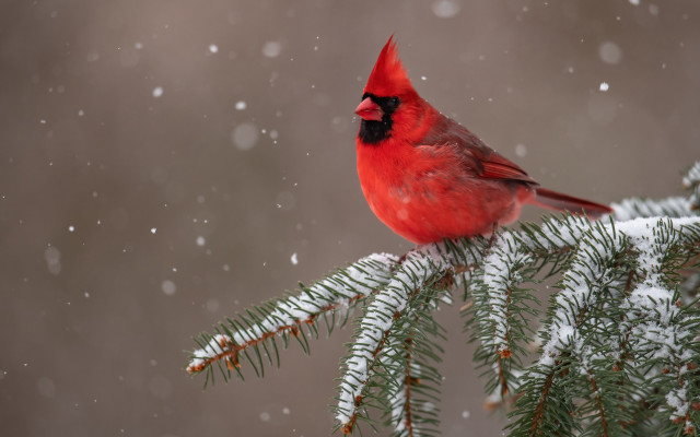 Red bird pine snow falling free wallpaper for desktop - medium preview image