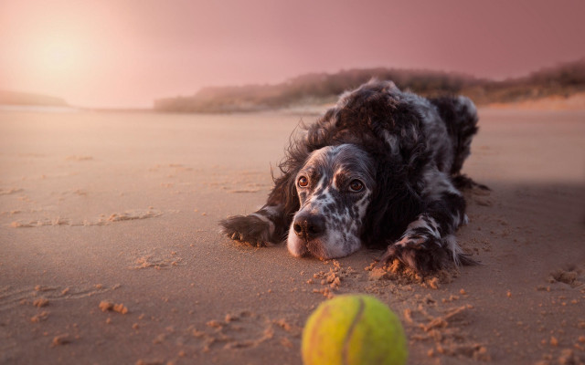 Dog beach tennisball pinksky tiltshift free wallpaper for desktop - medium preview image