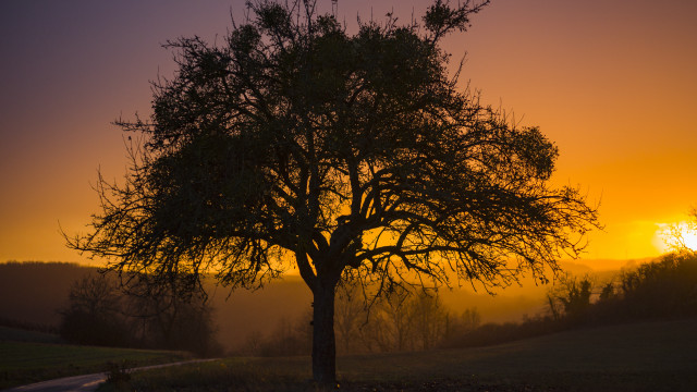 Tree sunset fog backlighting autumn free wallpaper for desktop - medium preview image