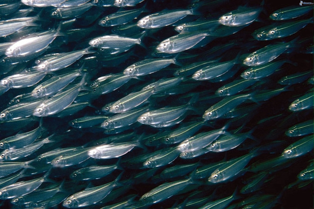 Fish swimming together water bunch free wallpaper for desktop - medium preview image