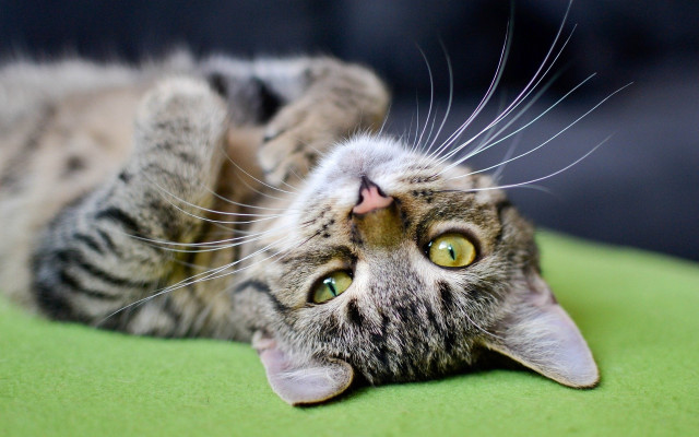 Black cat green surface wide free wallpaper for desktop - medium preview image