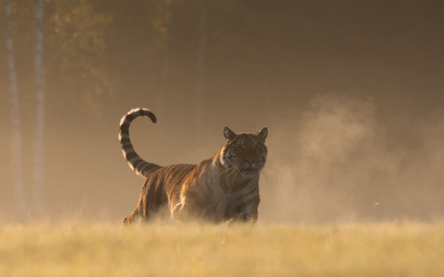 Tiger running grass trees dust free wallpaper for desktop - medium preview image