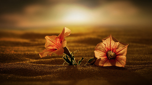 Sunset flower sand blowing orange free wallpaper for desktop - medium preview image