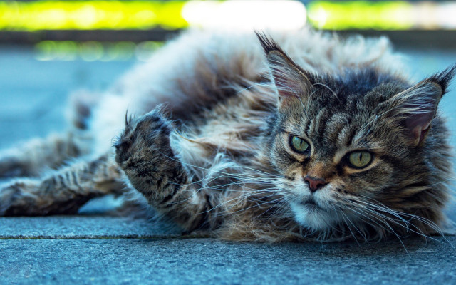 Cat open eyes blurry background #2 free wallpaper for desktop - medium preview image