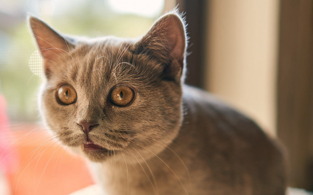 Cat surprised look ascii background free wallpaper for desktop - medium preview image