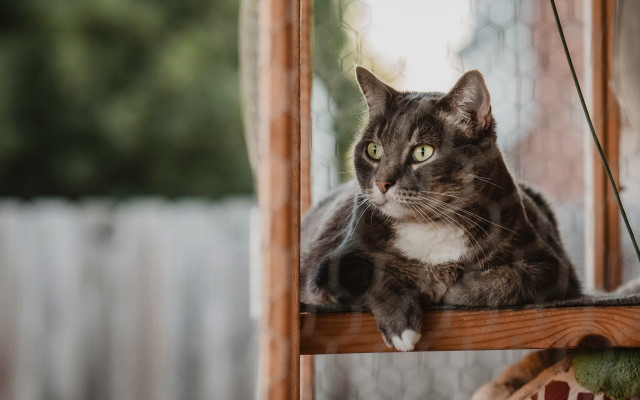 Sad cat sitting wooden shelf free wallpaper for desktop - medium preview image
