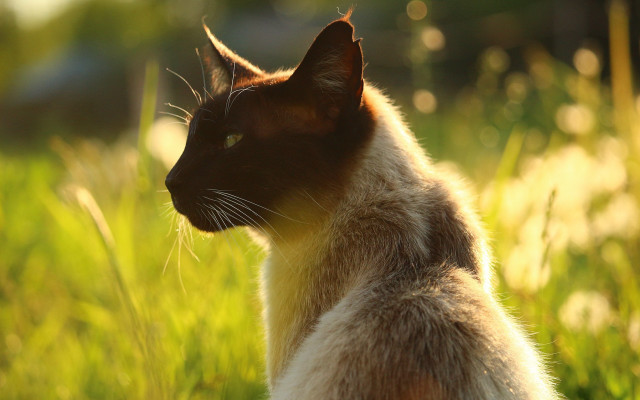 Cat grass dandelion blurry nature free wallpaper for desktop - medium preview image