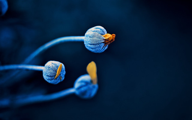 Blue flower yellow tips macro free wallpaper for desktop - medium preview image