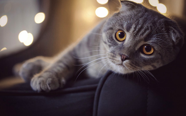 Cat couch blurry lights moon free wallpaper for desktop - medium preview image