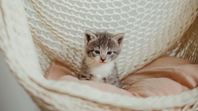 Small kitten hammock bed pink free wallpaper for desktop - medium preview image