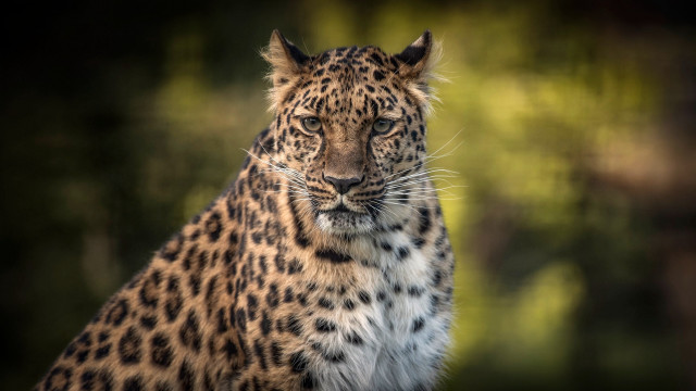 Leopard closeup blurry background animal #2 free wallpaper for desktop - medium preview image