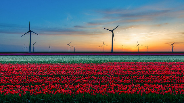 Red tulips windmills sunset landscape free wallpaper for desktop - medium preview image