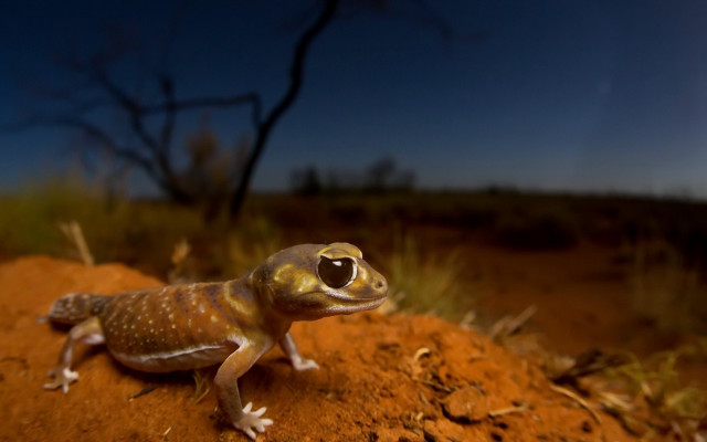 Small lizard dirt hill tree free wallpaper for desktop - medium preview image